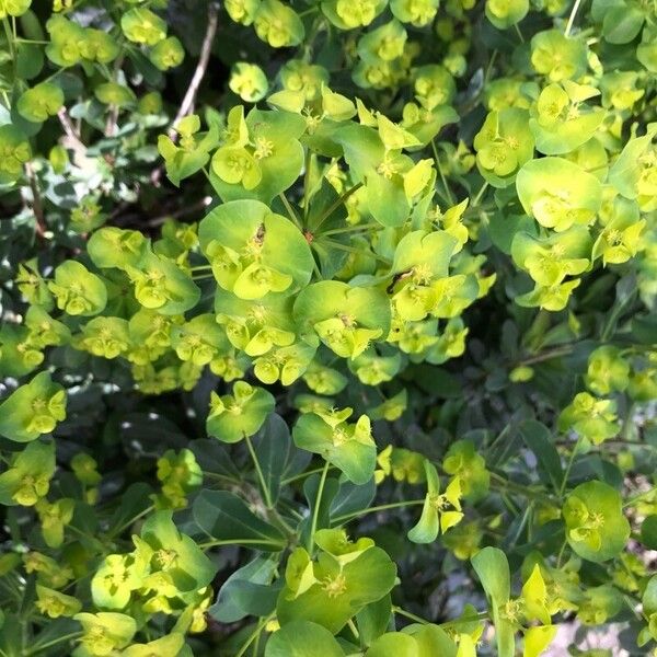 Euphorbia esula Květ