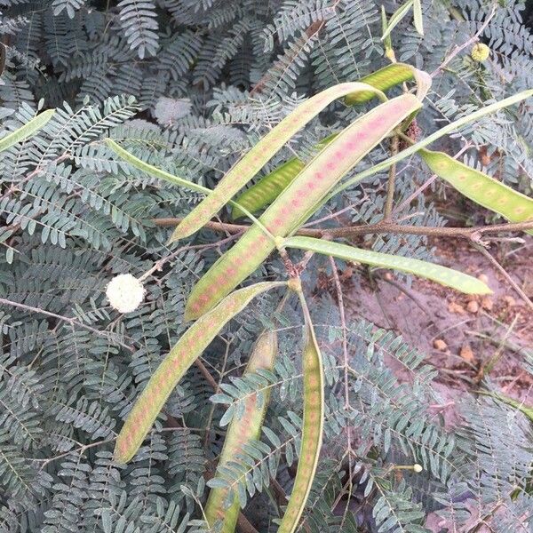 Leucaena leucocephala Φύλλο