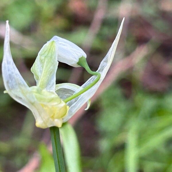 Allium paradoxum Bloem