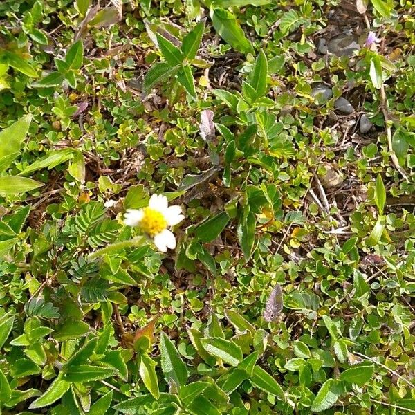 Bidens pilosa Žiedas