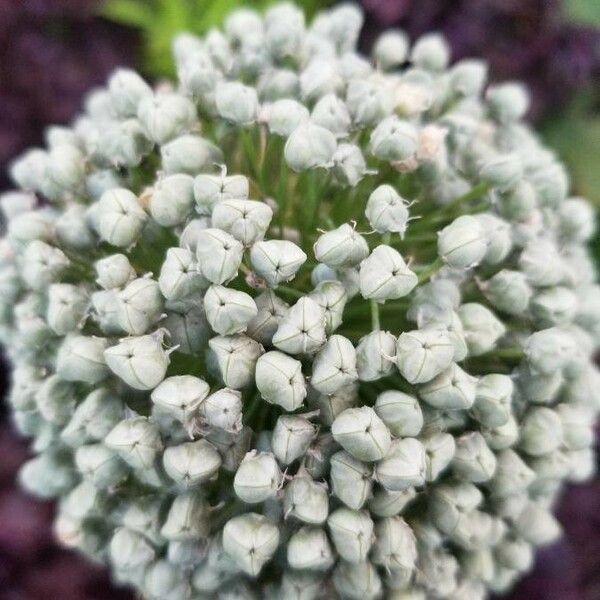 Allium fistulosum Flower