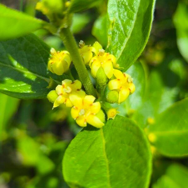 Fadogia triphylla Цвят