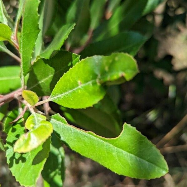 Photinia arbutifolia 葉