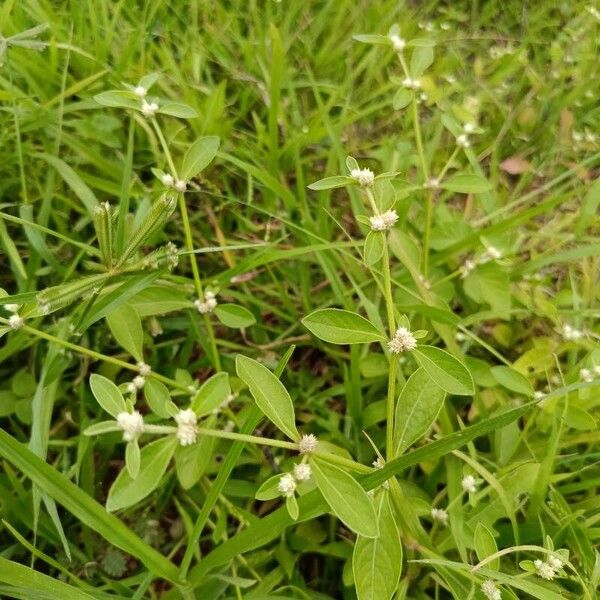 Alternanthera sessilis Flors