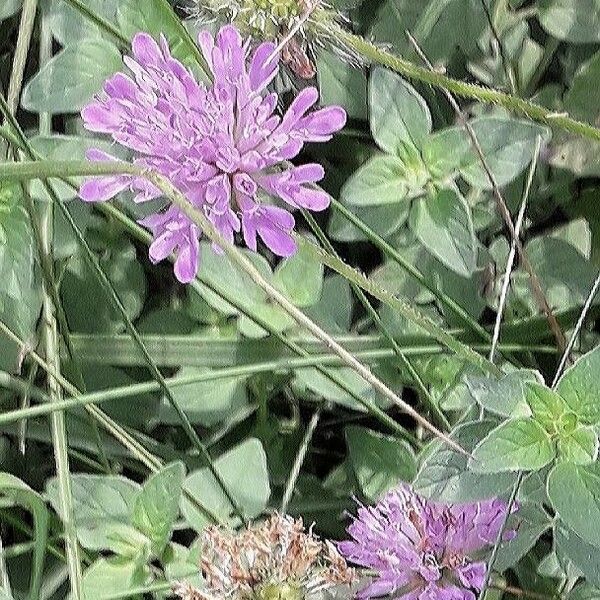 Knautia arvensis 花