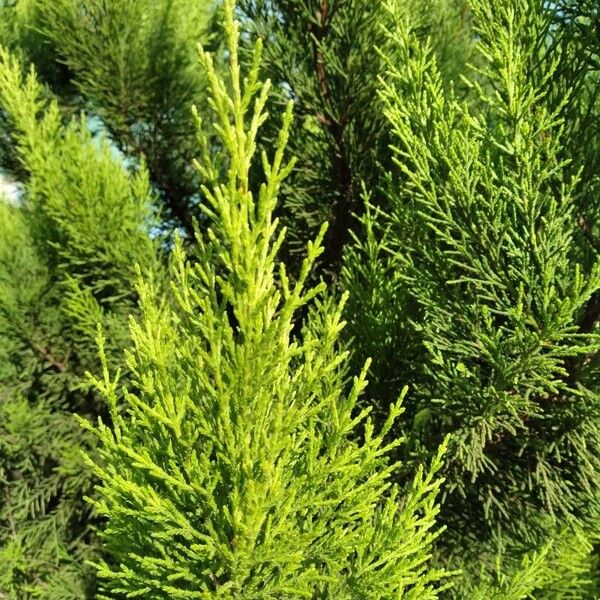 Cupressus macrocarpa Leht