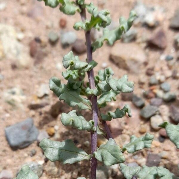 Solanum sinuatirecurvum Folla