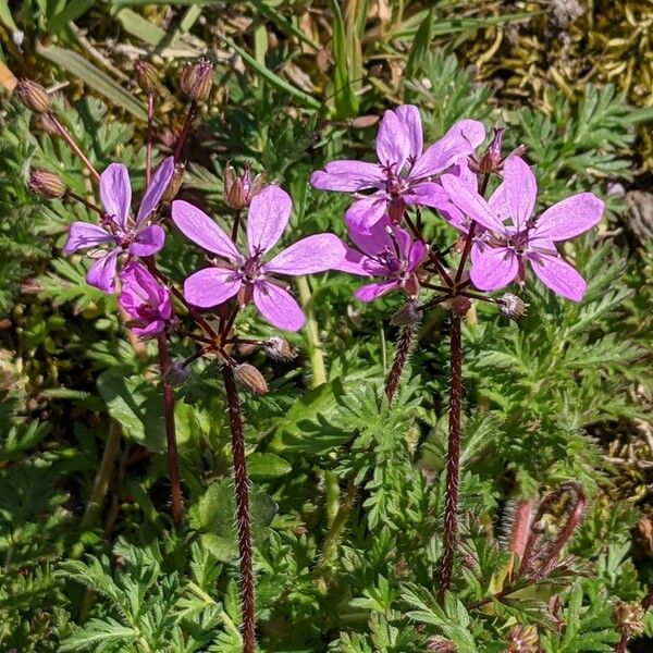 Erodium cicutarium Цветок