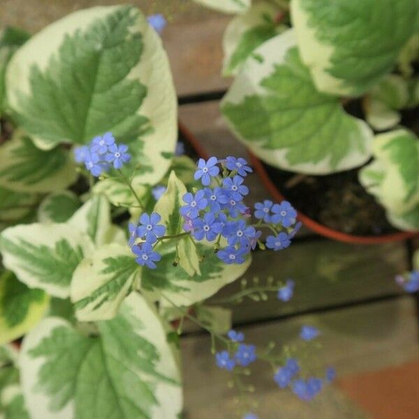 Brunnera macrophylla Květ