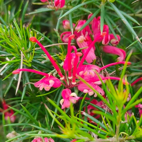 Grevillea rosmarinifolia 花