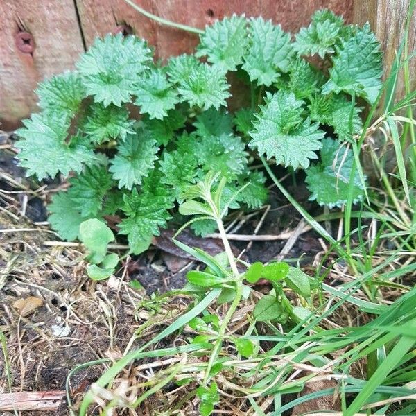 Urtica urens পাতা