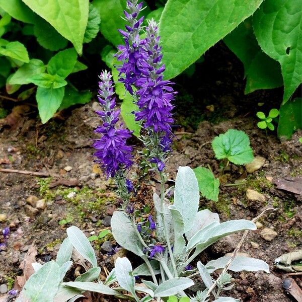 Veronica spicata फूल