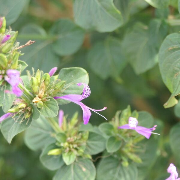 Hypoestes aristata Blodyn