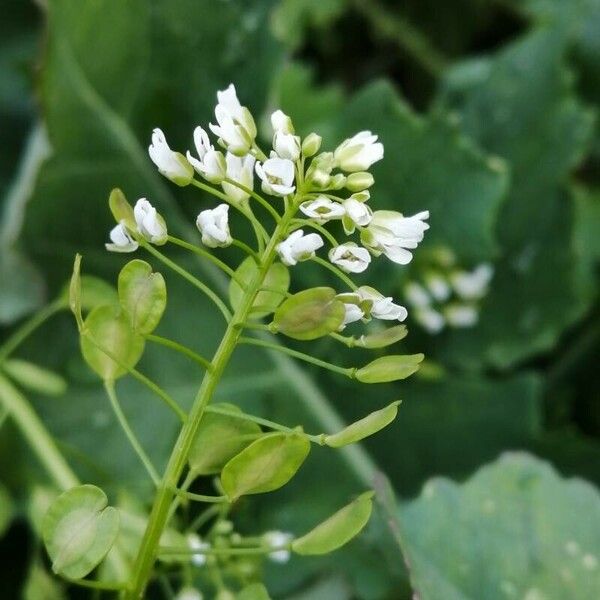 Thlaspi arvense Žiedas