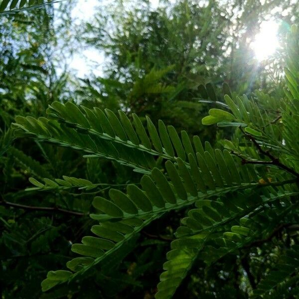 Tamarindus indica Leaf