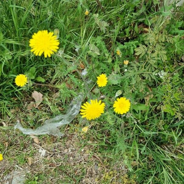 Taraxacum campylodes Žiedas