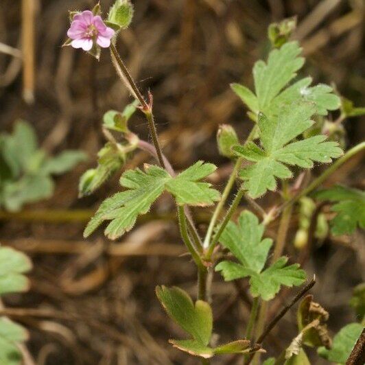 Geranium divaricatum Habitus