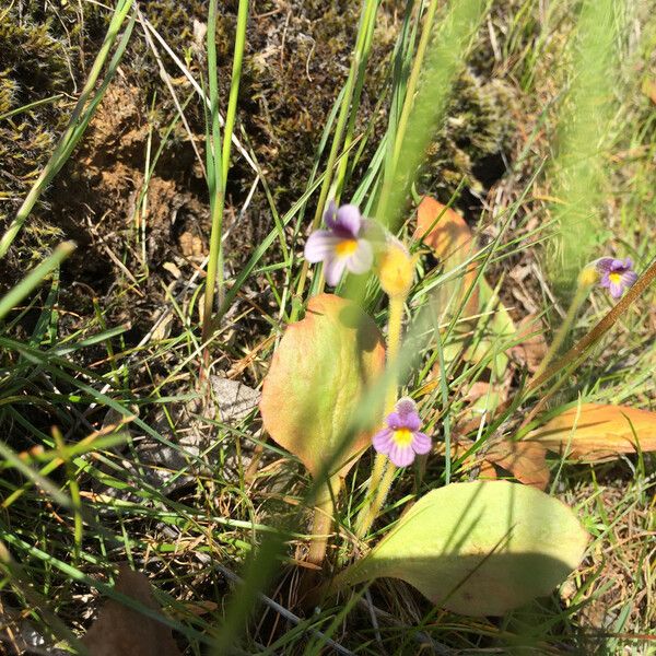 Orobanche uniflora आदत