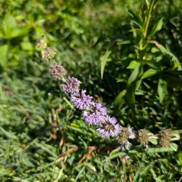 Mentha pulegium Fiore