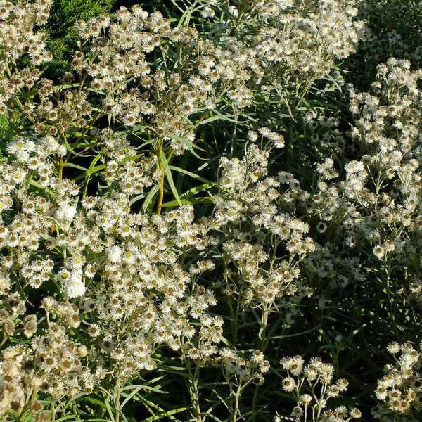 Anaphalis margaritacea Bloem