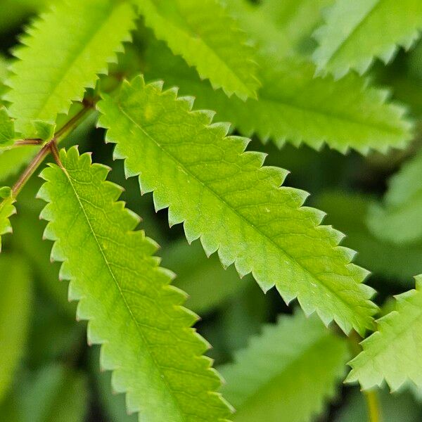 Sanguisorba officinalis Foglia