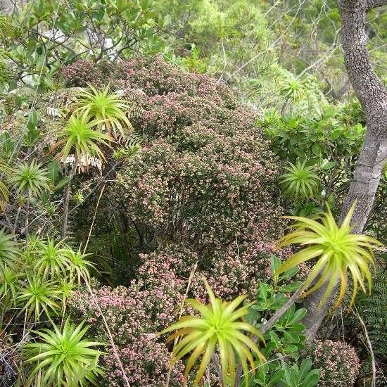 Cyathopsis floribunda Habitus