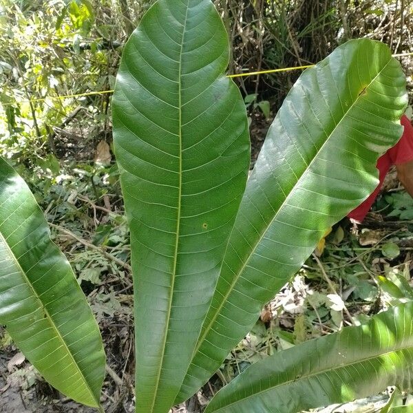 Campnosperma auriculatum Leaf