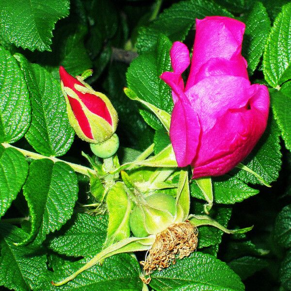 Rosa rugosa Flower