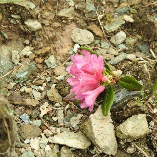 Rhododendron hirsutum 花