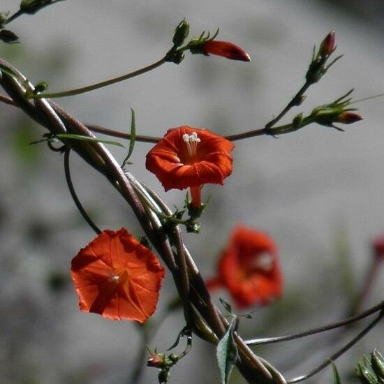 Ipomoea cristulata Цвят