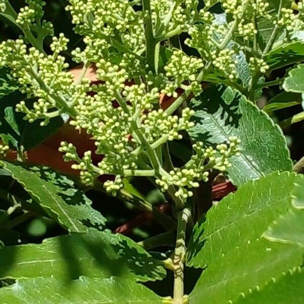 Zanthoxylum rhoifolium Blomst