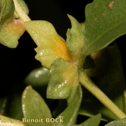 Atriplex tatarica Corteza