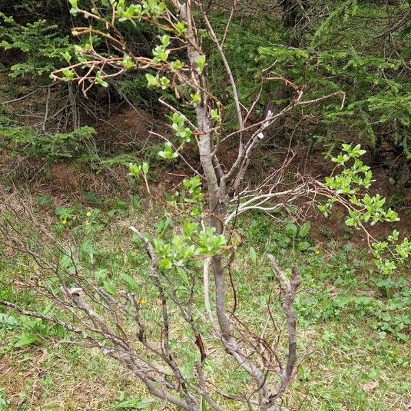 Salix foetida Hàbitat