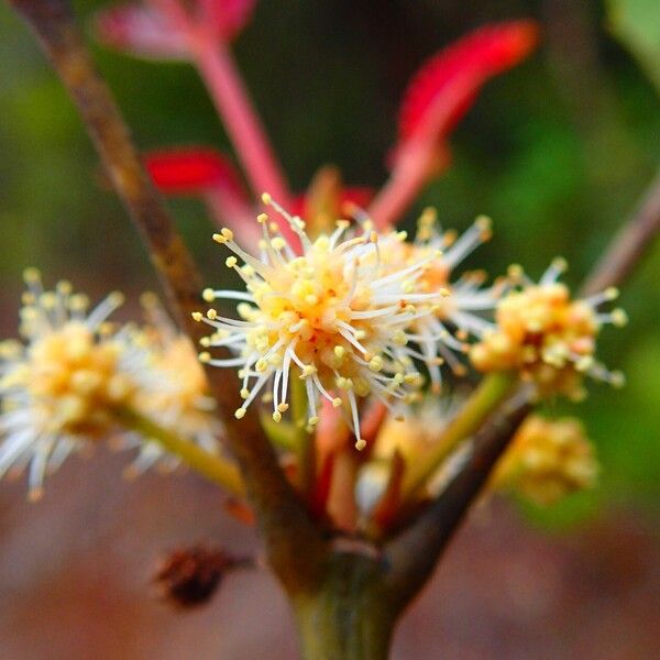 Pancheria reticulata 花