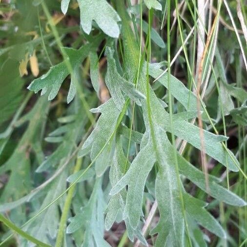 Achillea erba-rotta Leaf