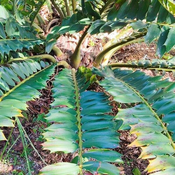 Encephalartos ferox Hostoa