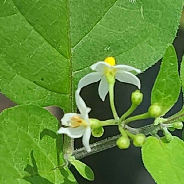 Solanum scabrum Blomma