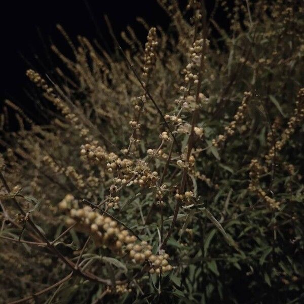 Vitex agnus-castus Blomst