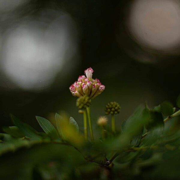 Calliandra surinamensis Bloem