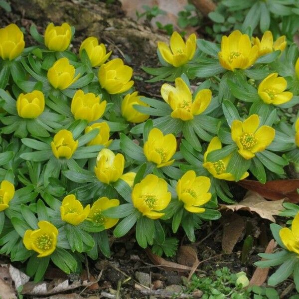 Eranthis hyemalis Flower