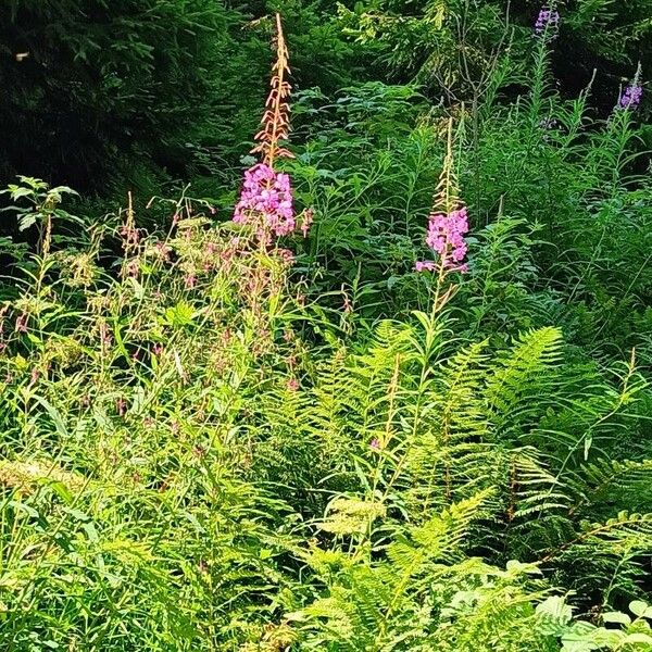 Epilobium angustifolium Hábitos