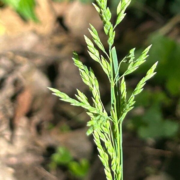 Poa trivialis Fiore