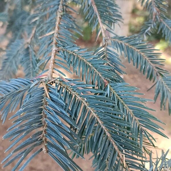 Abies durangensis Лист