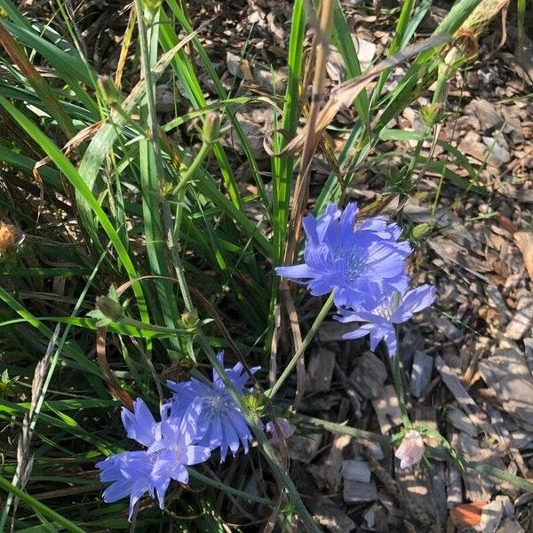 Cichorium endivia Flower