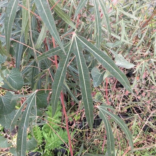 Brachychiton rupestris Leaf