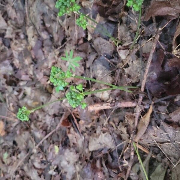 Allium tricoccum Leaf