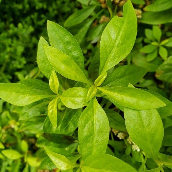 Alternanthera ficoidea Feuille