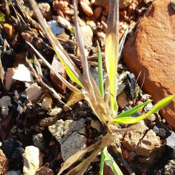 Brachypodium distachyon Φύλλο