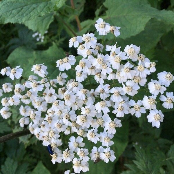 Achillea macrophylla Flors