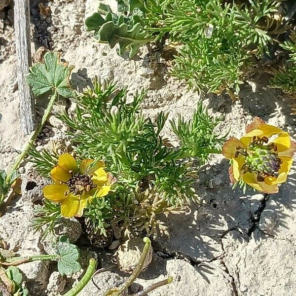 Adonis microcarpa Blodyn